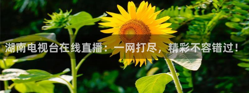 919体育nba直播安卓版：湖南电视台在线直播：一网打尽，精彩不容错过！